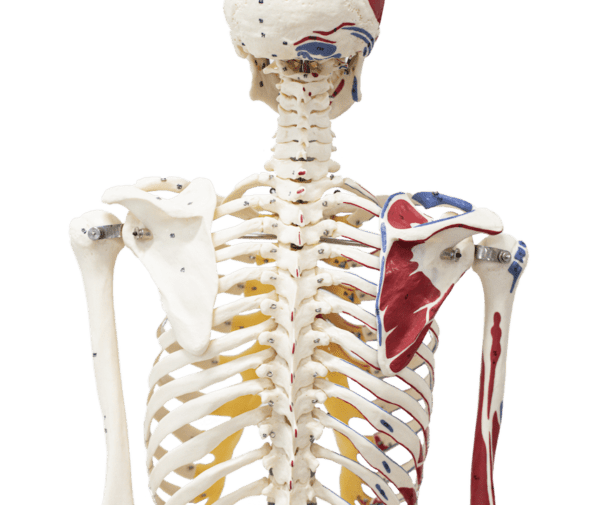 New Patients Align Sport and Spine