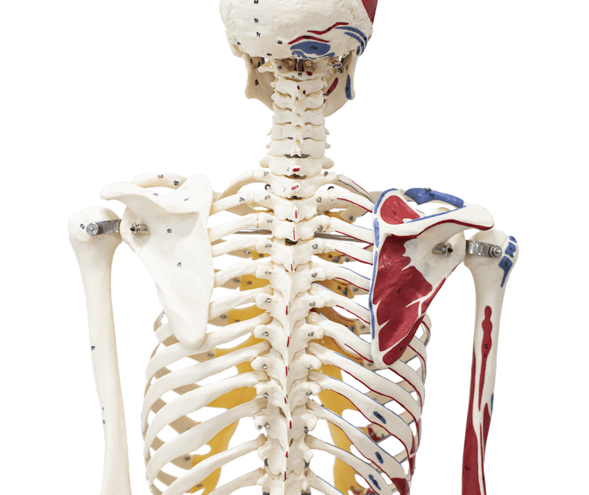 back pain spine adjustment